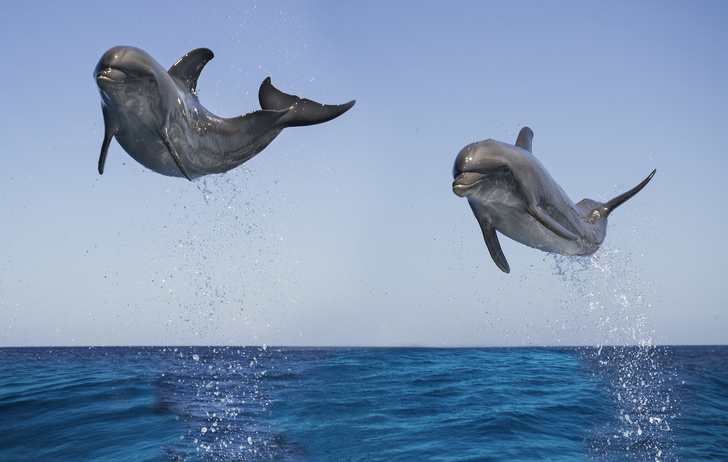 Дельфин: к чему снятся дельфины в море, сонник