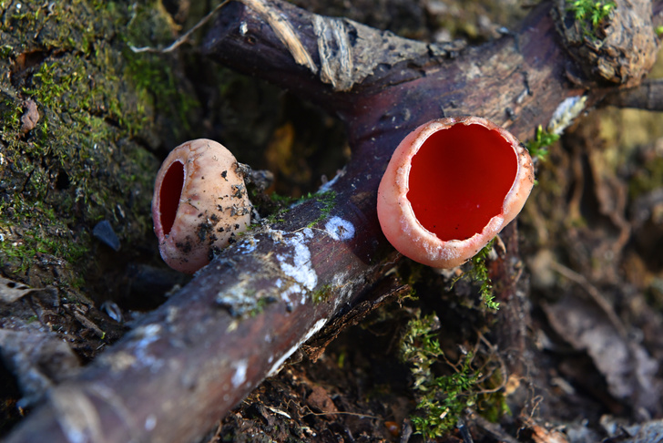 Кораллы, мозги, кубки: 3 причудливых гриба, встречающихся в российских лесах