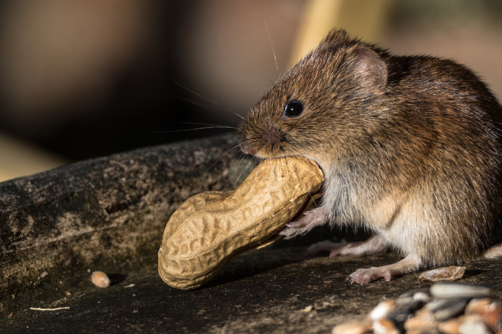 Может помочь и людям: мышей вылечили от аллергии на арахис с помощью микроигл