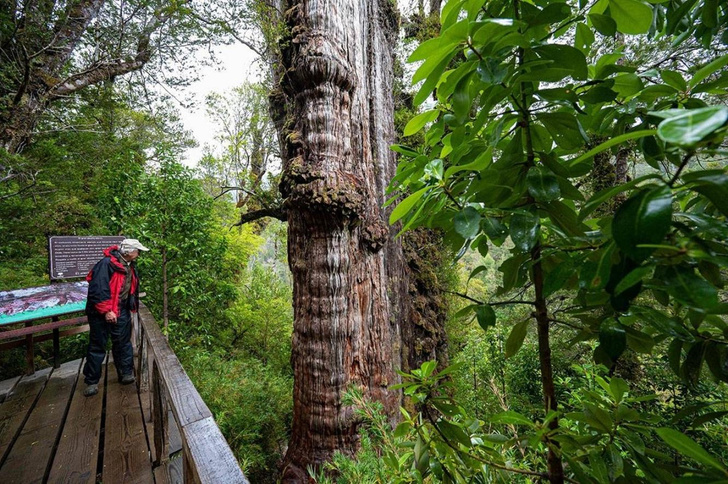 Самое старое дерево в мире: где растет эта фицройя и почему ее прячут от туристов?