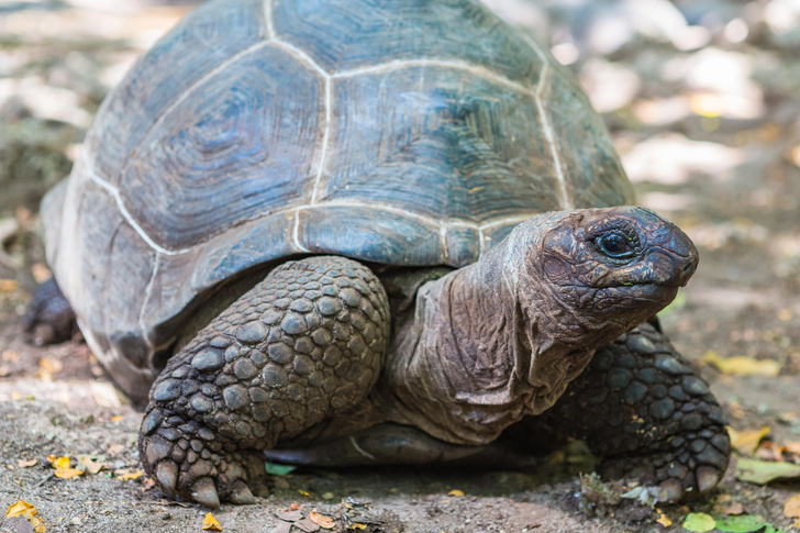 Последний европеец: на Сицилии нашли останки гигантской черепахи