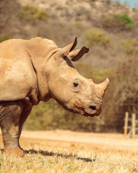 Часовой бренд Hublot и SORAI объединились для спасения носорогов