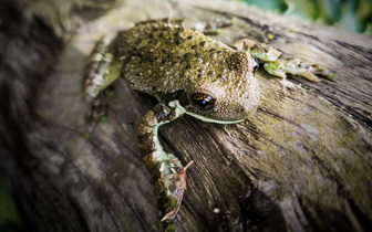 Рожденные ползать: массовый «переезд» жаб в английских лесах удивил зоологов