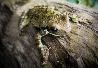 Рожденные ползать: массовый «переезд» жаб в английских лесах удивил зоологов