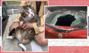 Какая по счету жизнь? В Таиланде упитанный кот упал с 6-го этажа, пробил стекло машины и остался невредим