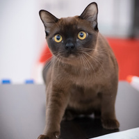 Аватарка Burmese