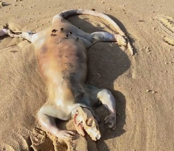 Длинный хвост, человеческие руки: австралиец нашел на берегу океана тело загадочного существа