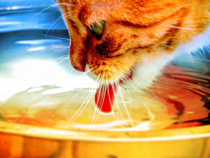 как заставить кота пить воду