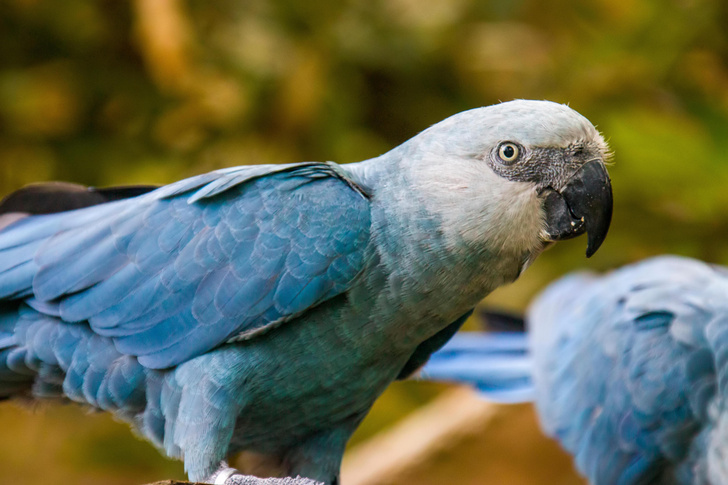 Назад в джунгли: вымершие голубые ара начали возвращаться в дикую природу