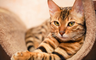 Богини радости: 3 мифа о кошках, в которые мы до сих пор верим