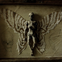 Аватарка Dr Kuni Lingus