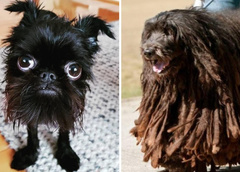 Пхунсан и стабихун: 10 пород собак, о которых вы даже не слышали — фото