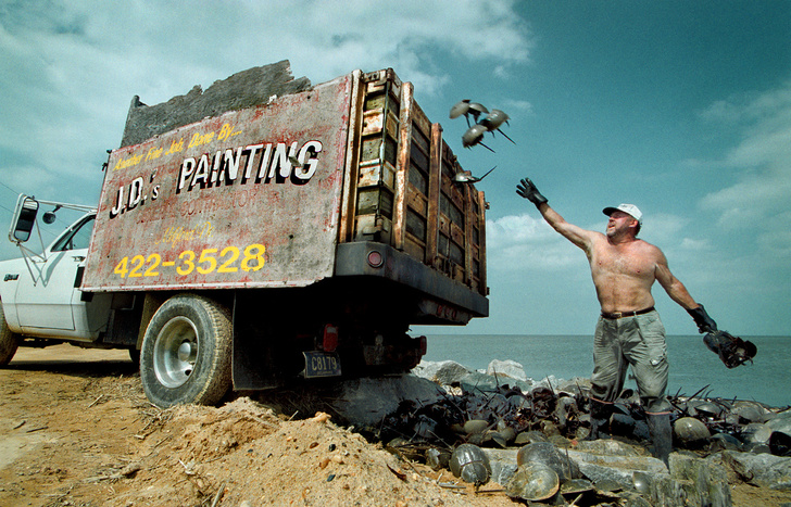 Джей Донован загружает свой грузовик мечехвостами в Порт-Махоне, штат Делавэр. Он сказал, что рассчитывает загрузить около 1500 штук за день.