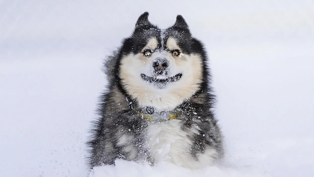Самые смешные фотографии домашних питомцев — финалисты Comedy Pet Photo Awards — 2022