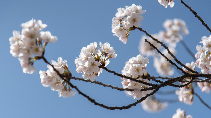 Весенний тест: только 1 из 10 человек сможет узнать дерево по его цветку