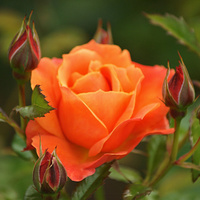 Аватарка Roza