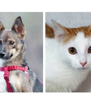 Котопёс недели: кот Васаби и собака Джуна