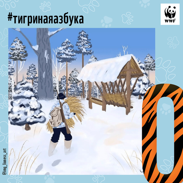Фото №15 - Тигры от А до Я: WWF России и Woman.ru выпустили карточки об амурском тигре