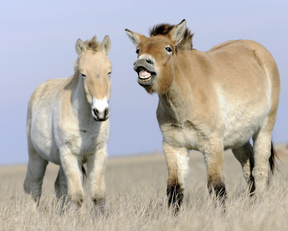 Лошадь, которой нет: как возрождали исчезающих лошадей Пржевальского