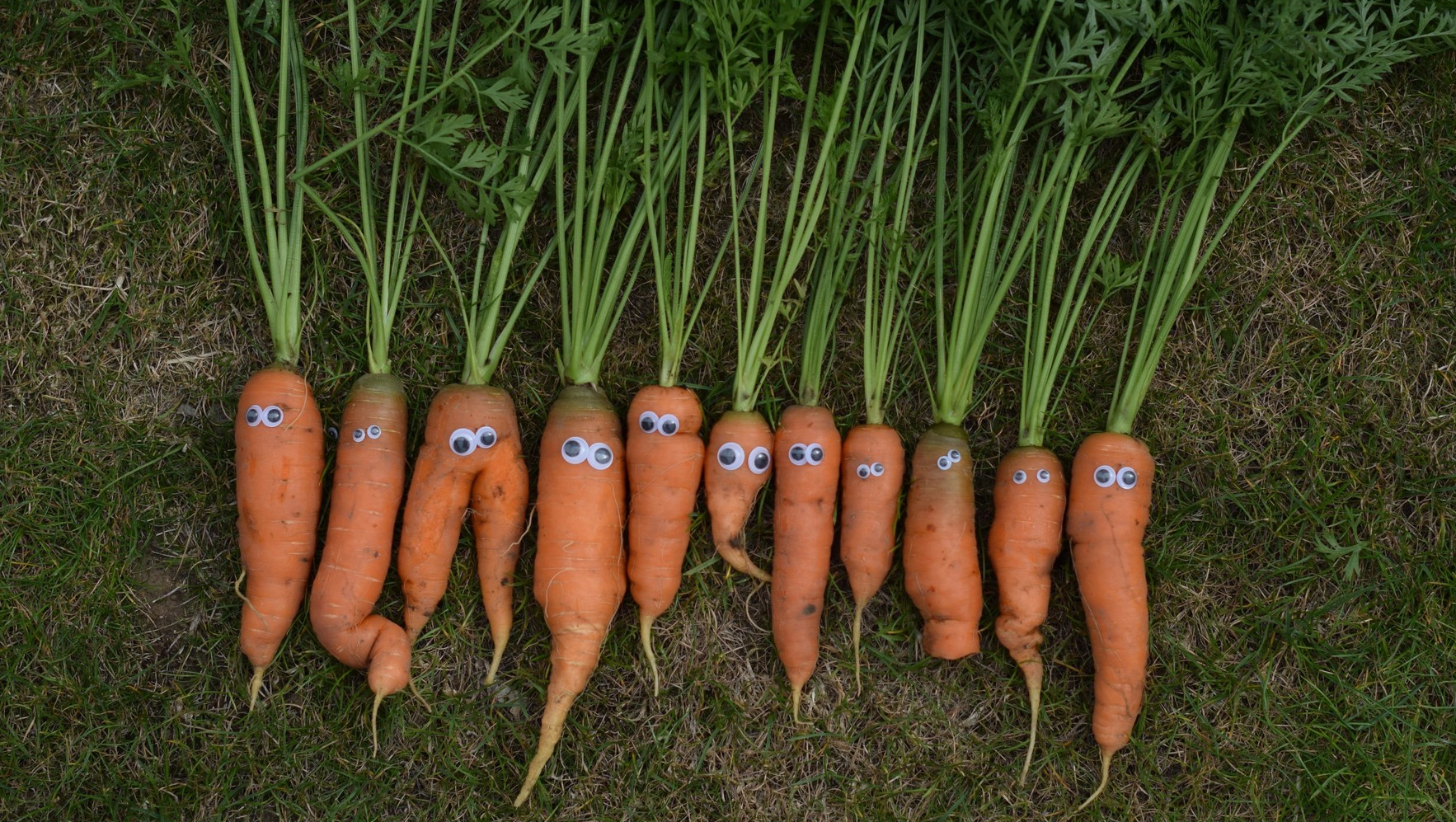 Когда сажать морковь под зиму в 2023 году