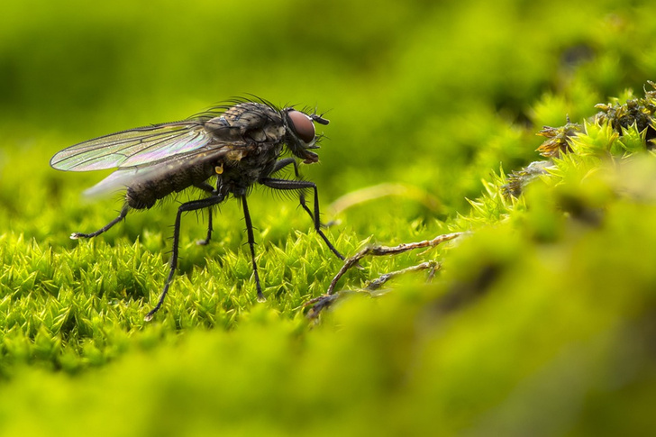мухи помогут сохранить репродуктивное здоровье мужчин