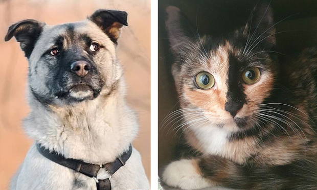 Фото №1 - Котопёс недели: кошка Ницца и пес Кузя