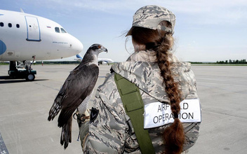 Ни пуха ни пера: как авиационные орнитологи помогают защищать самолеты