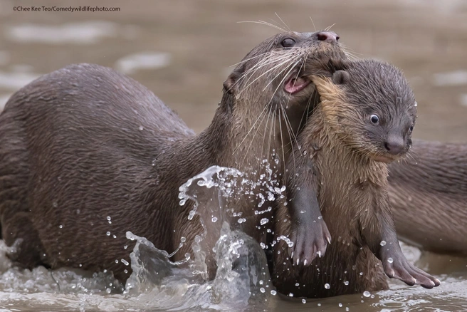 Источник: Chee Kee Teo / Comedy Wildlife Photography Awards