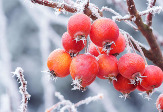 Яблоки на снегу: 5 нестандартных решений для зимнего декора сада, которые пригодятся в Новый год