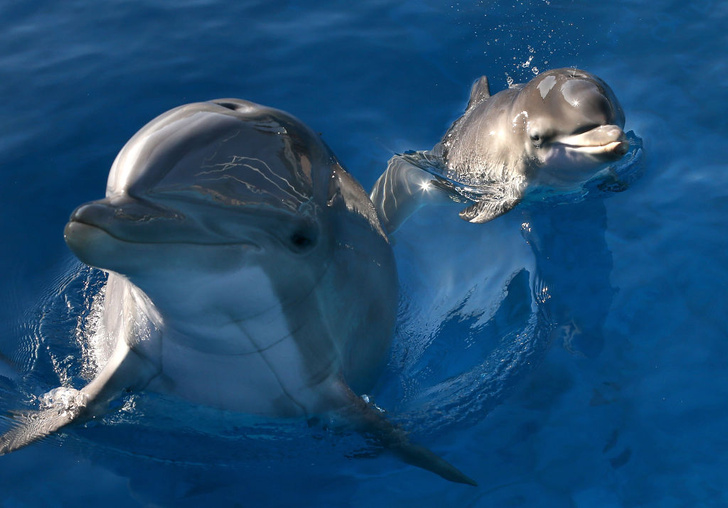 Вторые после человека: 6 фактов о дельфинах