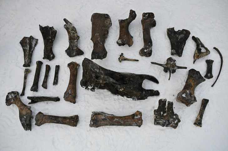 На дне реки Тобол найдены кости древнего бизона