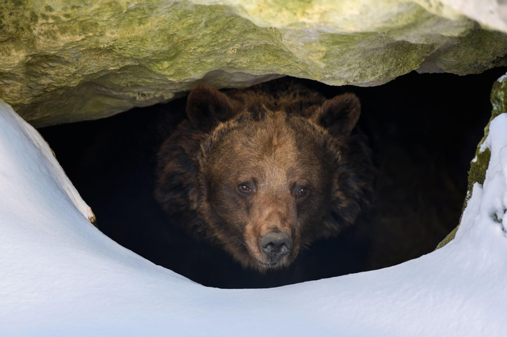 Сила есть и ум тоже есть: 3 занимательных факта о бурых медведях