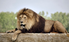 7 животных, которые могут убить льва
