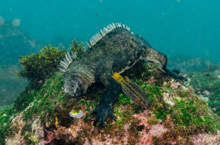 Ныряльщики и шпагоглотатели: поразительные игуаны с Галапагосских островов