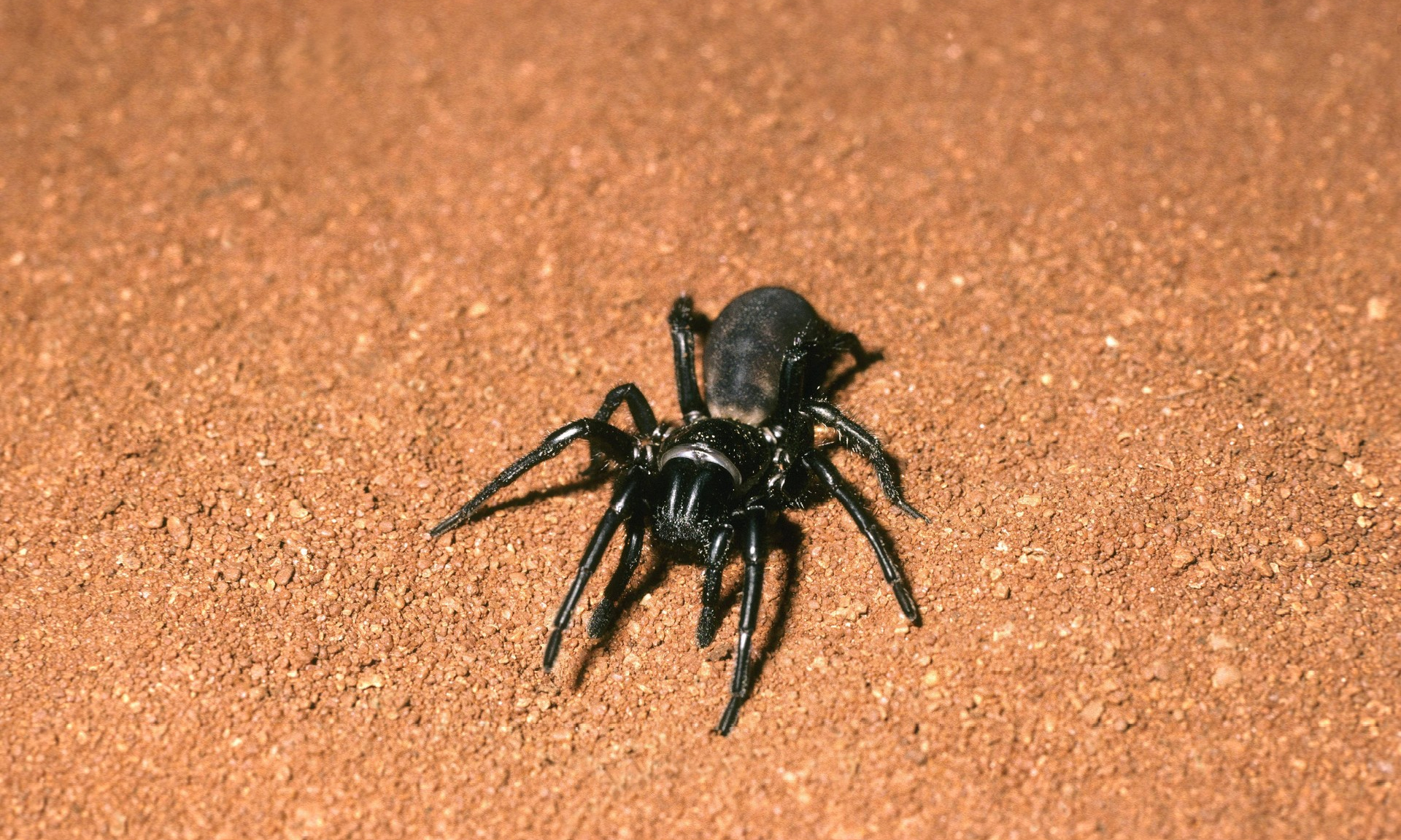 В Австралии открыли пять новых видов пауков
