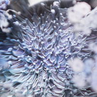 Аватарка ПусикМусик