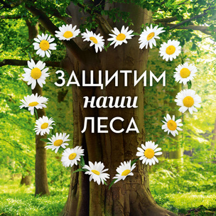 Naturella и WWF России запускают новую волну кампании по защите лесов