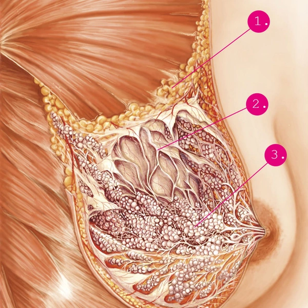 Анатомическое изображение женской груди, иллюстрирующее представление о том, что отвечает за ее форму и размер: (1) жировая прослойка; (2) связки Купера; (3) железистая ткань.