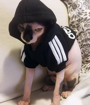 Коты, которые замышляют зловещее убийство (много фото)