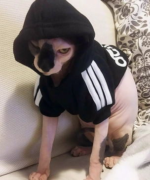 Коты, которые замышляют зловещее убийство (много фото)
