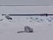 18 рыбаков унесло на льдине у побережья Сахалина