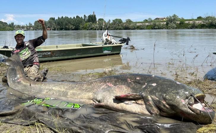 Итальянский рыбак поймал самого большого сома в мире и установил рекорд