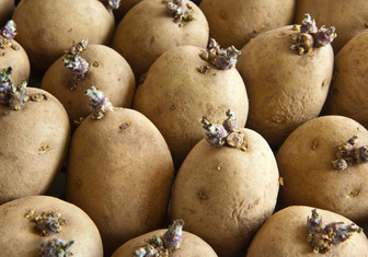 Зачем нужен семенной картофель?