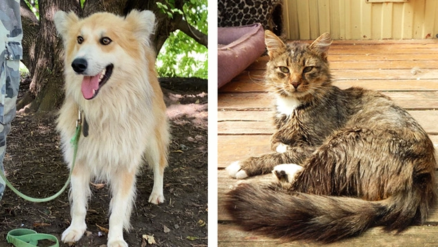 Котопёс недели: кот Атаман и пёс Сочник