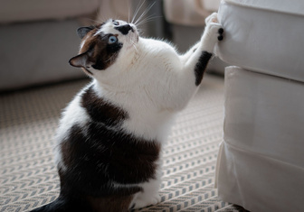 На эмоциях: ученые выяснили, зачем кошки царапают мебель