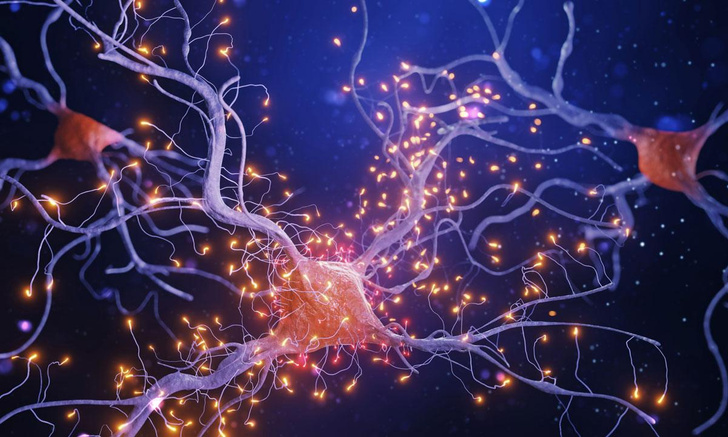 Как нервная система передает электричество, если нервы — не провода?