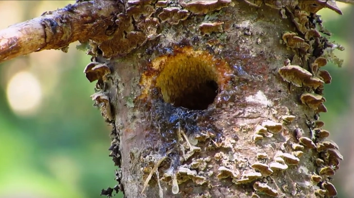 Гнездо канадского поползня (Sitta canadensis) | Источник:  Lesley the Bird Nerd / YouTube