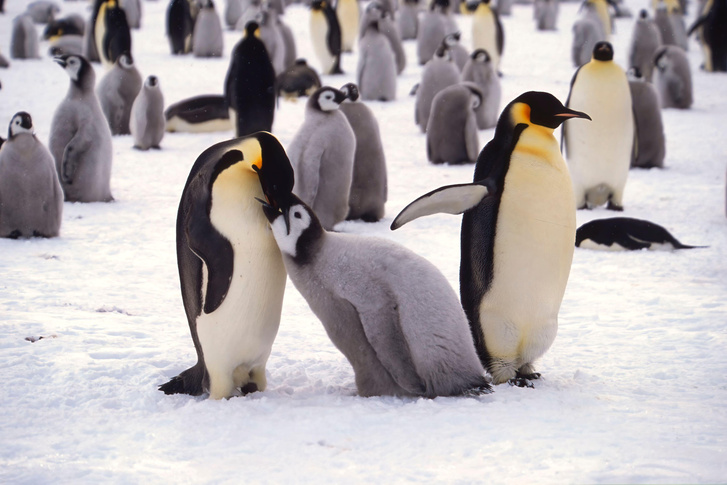 Маленькое коричневое пятно: как географы вычислили 1000 пингвинов по снимку со спутника