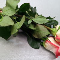 Аватарка Tartuf