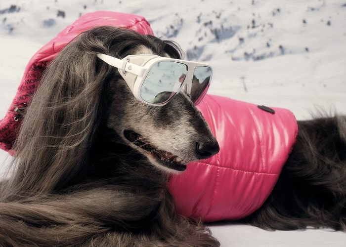 Самое очаровательное, что вы увидите на этой неделе: модная горнолыжная коллекция для собак